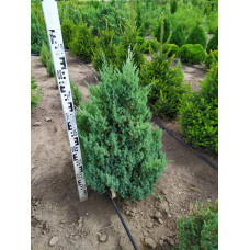 Ялівець китайський Стрікта | Juniperus chinensis Stricta | Можжевельник китайский Стрикта