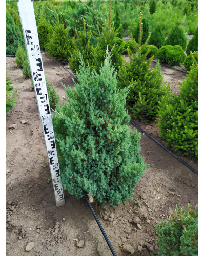 Ялівець китайський Стрікта | Juniperus chinensis Stricta | Можжевельник китайский Стрикта
