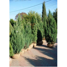 Ялівець китайський Стрікта | Juniperus chinensis Stricta | Можжевельник китайский Стрикта