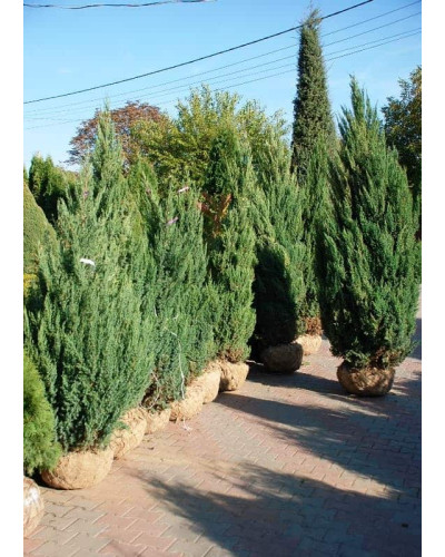 Ялівець китайський Стрікта | Juniperus chinensis Stricta | Можжевельник китайский Стрикта
