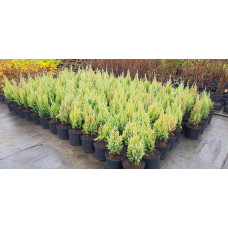 Ялівець китайський Стрікта | Juniperus chinensis Stricta | Можжевельник китайский Стрикта
