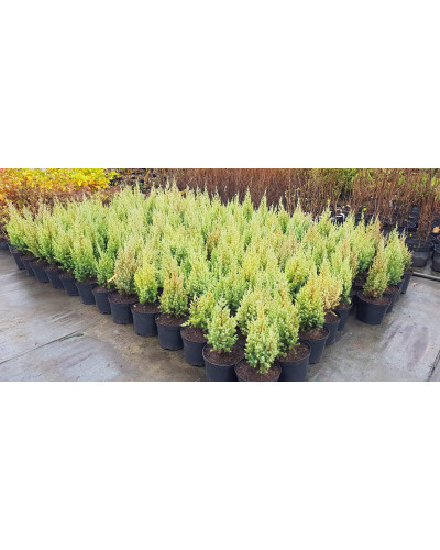Ялівець китайський Стрікта | Juniperus chinensis Stricta | Можжевельник китайский Стрикта