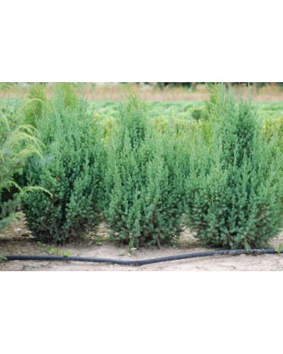 Ялівець китайський Стрікта | Juniperus chinensis Stricta | Можжевельник китайский Стрикта