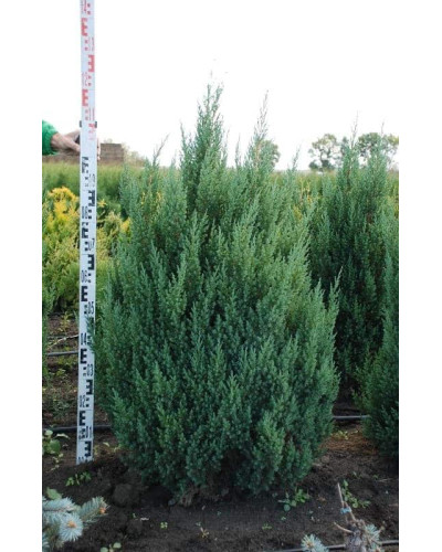 Ялівець китайський Стрікта | Juniperus chinensis Stricta | Можжевельник китайский Стрикта