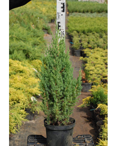 Ялівець китайський Стрікта | Juniperus chinensis Stricta | Можжевельник китайский Стрикта