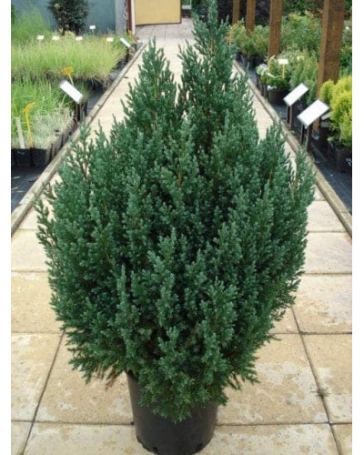 Ялівець китайський Стрікта | Juniperus chinensis Stricta | Можжевельник китайский Стрикта