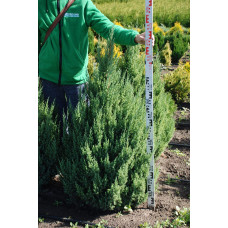 Ялівець китайський Стрікта | Juniperus chinensis Stricta | Можжевельник китайский Стрикта