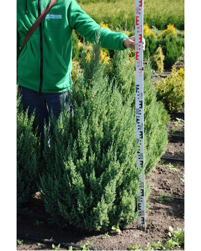 Ялівець китайський Стрікта | Juniperus chinensis Stricta | Можжевельник китайский Стрикта