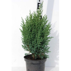 Ялівець китайський Стрікта | Juniperus chinensis Stricta | Можжевельник китайский Стрикта