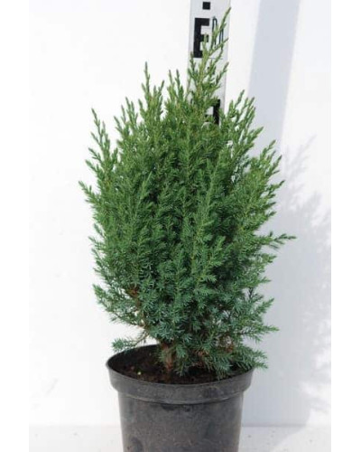 Ялівець китайський Стрікта | Juniperus chinensis Stricta | Можжевельник китайский Стрикта