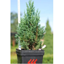 Ялівець китайський Стрікта | Juniperus chinensis Stricta | Можжевельник китайский Стрикта