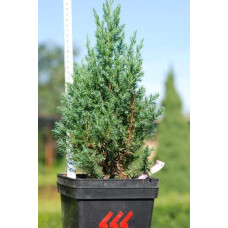 Ялівець китайський Стрікта | Juniperus chinensis Stricta | Можжевельник китайский Стрикта