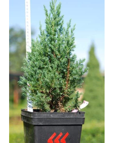 Ялівець китайський Стрікта | Juniperus chinensis Stricta | Можжевельник китайский Стрикта