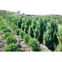 Ялівець китайський Стрікта | Juniperus chinensis Stricta | Можжевельник китайский Стрикта