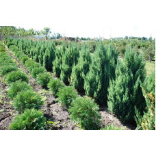 Ялівець китайський Стрікта | Juniperus chinensis Stricta | Можжевельник китайский Стрикта