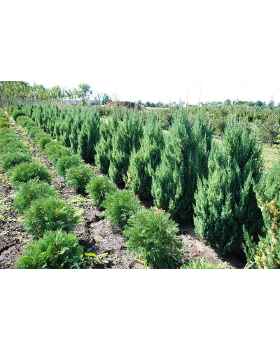 Ялівець китайський Стрікта | Juniperus chinensis Stricta | Можжевельник китайский Стрикта