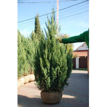 Ялівець китайський Стрікта | Juniperus chinensis Stricta | Можжевельник китайский Стрикта