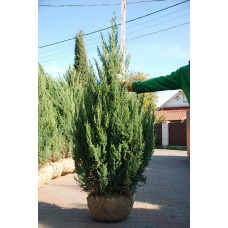 Ялівець китайський Стрікта | Juniperus chinensis Stricta | Можжевельник китайский Стрикта