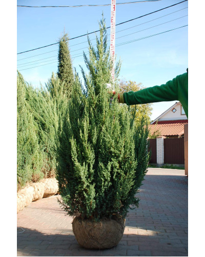 Ялівець китайський Стрікта | Juniperus chinensis Stricta | Можжевельник китайский Стрикта