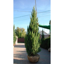 Ялівець китайський Стрікта | Juniperus chinensis Stricta | Можжевельник китайский Стрикта