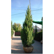 Ялівець китайський Стрікта | Juniperus chinensis Stricta | Можжевельник китайский Стрикта