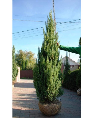 Ялівець китайський Стрікта | Juniperus chinensis Stricta | Можжевельник китайский Стрикта