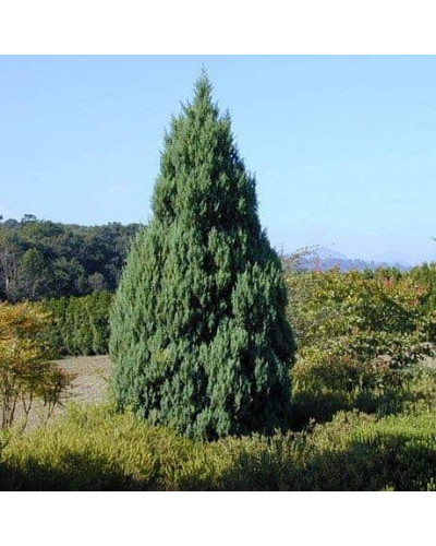 Ялівець китайський Стрікта | Juniperus chinensis Stricta | Можжевельник китайский Стрикта