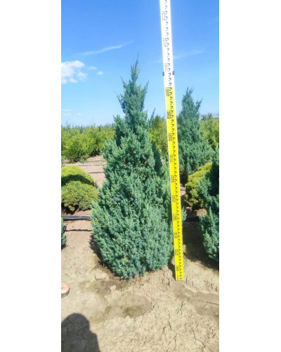 Ялівець китайський Стрікта | Juniperus chinensis Stricta | Можжевельник китайский Стрикта