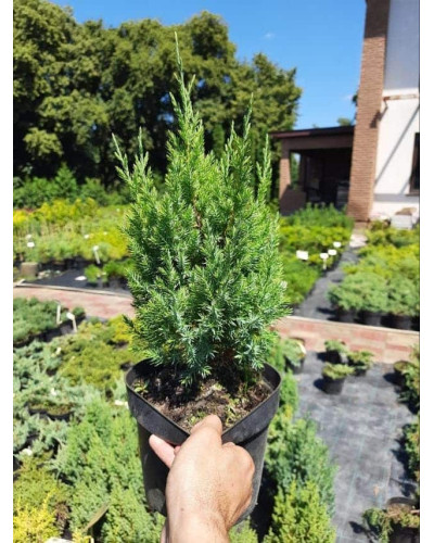 Ялівець китайський Стрікта | Juniperus chinensis Stricta | Можжевельник китайский Стрикта