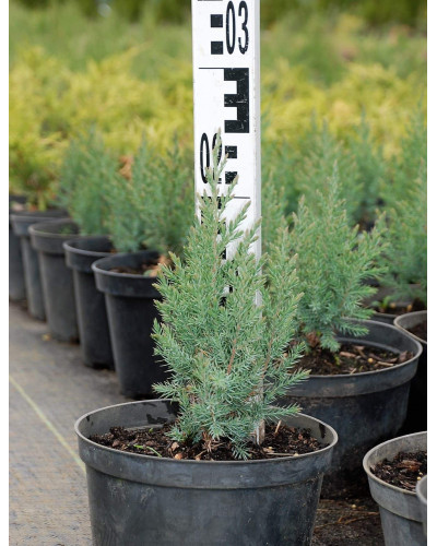 Ялівець китайський Стрікта | Juniperus chinensis Stricta | Можжевельник китайский Стрикта