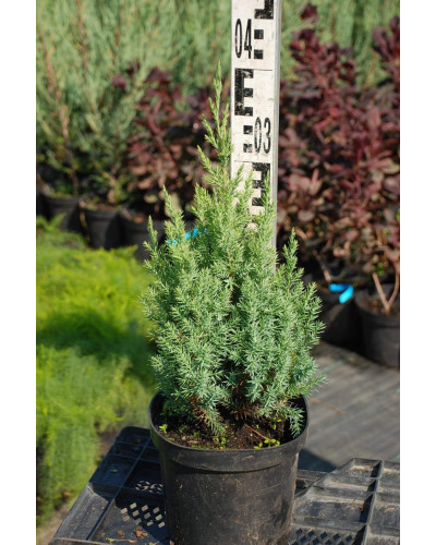 Ялівець китайський Стрікта | Juniperus chinensis Stricta | Можжевельник китайский Стрикта