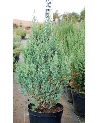 Ялівець китайський Стрікта | Juniperus chinensis Stricta | Можжевельник китайский Стрикта
