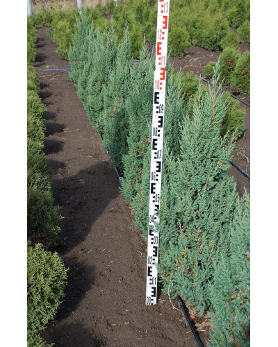 Ялівець китайський Стрікта | Juniperus chinensis Stricta | Можжевельник китайский Стрикта
