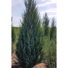 Ялівець скельний Скайрокет | Juniperus scopulorum Skyrocket | Можжевельник скальный Скайрокет