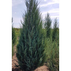 Ялівець скельний Скайрокет | Juniperus scopulorum Skyrocket | Можжевельник скальный Скайрокет