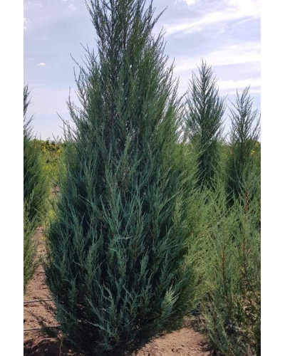 Ялівець скельний Скайрокет | Juniperus scopulorum Skyrocket | Можжевельник скальный Скайрокет