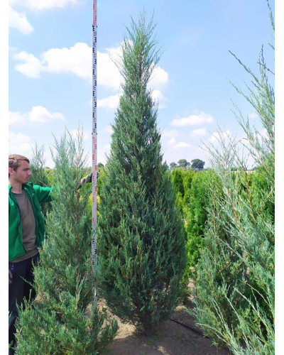 Ялівець скельний Скайрокет | Juniperus scopulorum Skyrocket | Можжевельник скальный Скайрокет