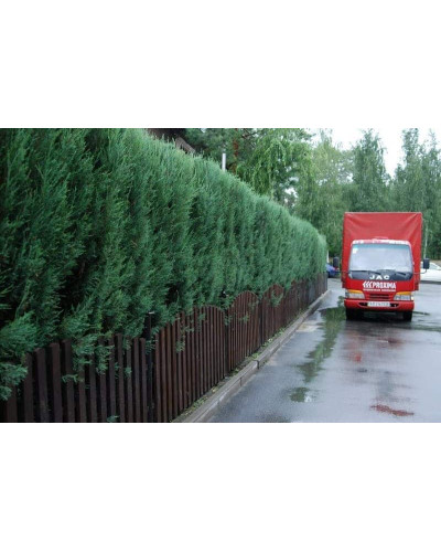 Ялівець скельний Скайрокет | Juniperus scopulorum Skyrocket | Можжевельник скальный Скайрокет