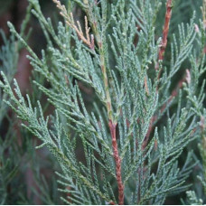 Ялівець скельний Скайрокет | Juniperus scopulorum Skyrocket | Можжевельник скальный Скайрокет
