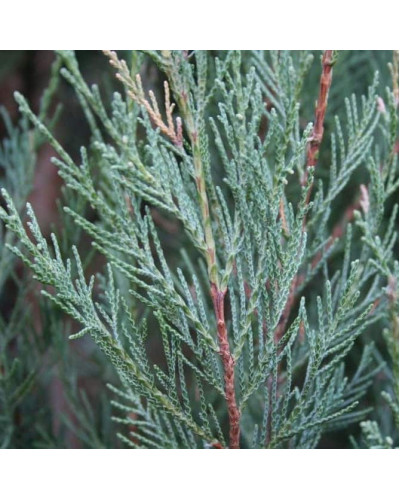 Ялівець скельний Скайрокет | Juniperus scopulorum Skyrocket | Можжевельник скальный Скайрокет