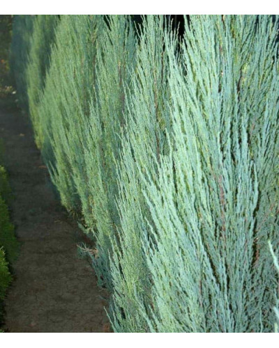 Ялівець скельний Скайрокет | Juniperus scopulorum Skyrocket | Можжевельник скальный Скайрокет