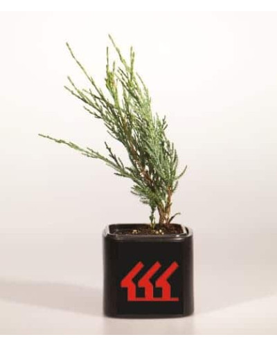 Ялівець скельний Скайрокет | Juniperus scopulorum Skyrocket | Можжевельник скальный Скайрокет
