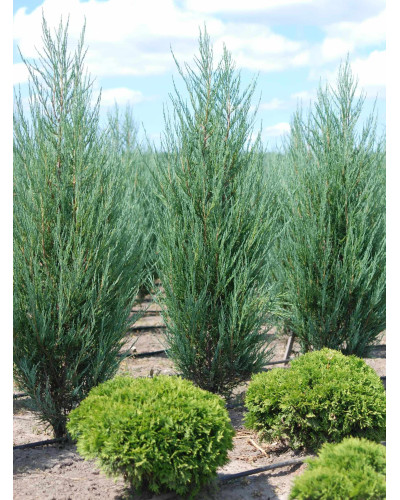 Ялівець скельний Скайрокет | Juniperus scopulorum Skyrocket | Можжевельник скальный Скайрокет