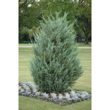 Ялівець скельний Мунглоу | Juniperus scopulorum Moonglow | Можжевельник скальный Мунглоу