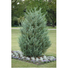 Ялівець скельний Мунглоу | Juniperus scopulorum Moonglow | Можжевельник скальный Мунглоу