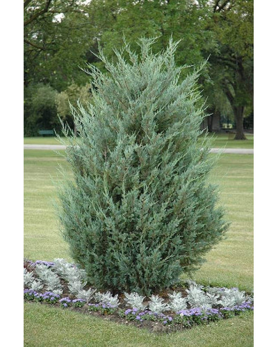 Ялівець скельний Мунглоу | Juniperus scopulorum Moonglow | Можжевельник скальный Мунглоу
