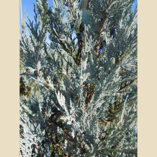 Ялівець скельний Мунглоу | Juniperus scopulorum Moonglow | Можжевельник скальный Мунглоу