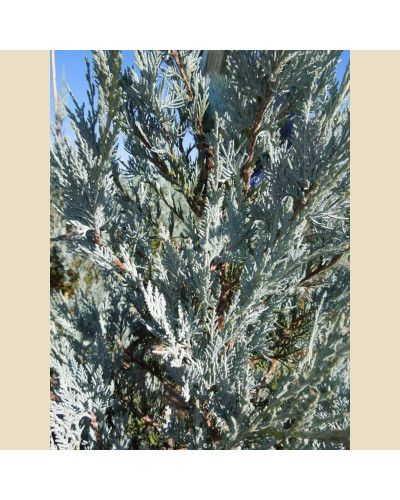 Ялівець скельний Мунглоу | Juniperus scopulorum Moonglow | Можжевельник скальный Мунглоу