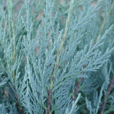 Ялівець скельний Мунглоу | Juniperus scopulorum Moonglow | Можжевельник скальный Мунглоу