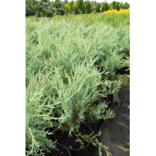 Ялівець скельний Мунглоу | Juniperus scopulorum Moonglow | Можжевельник скальный Мунглоу